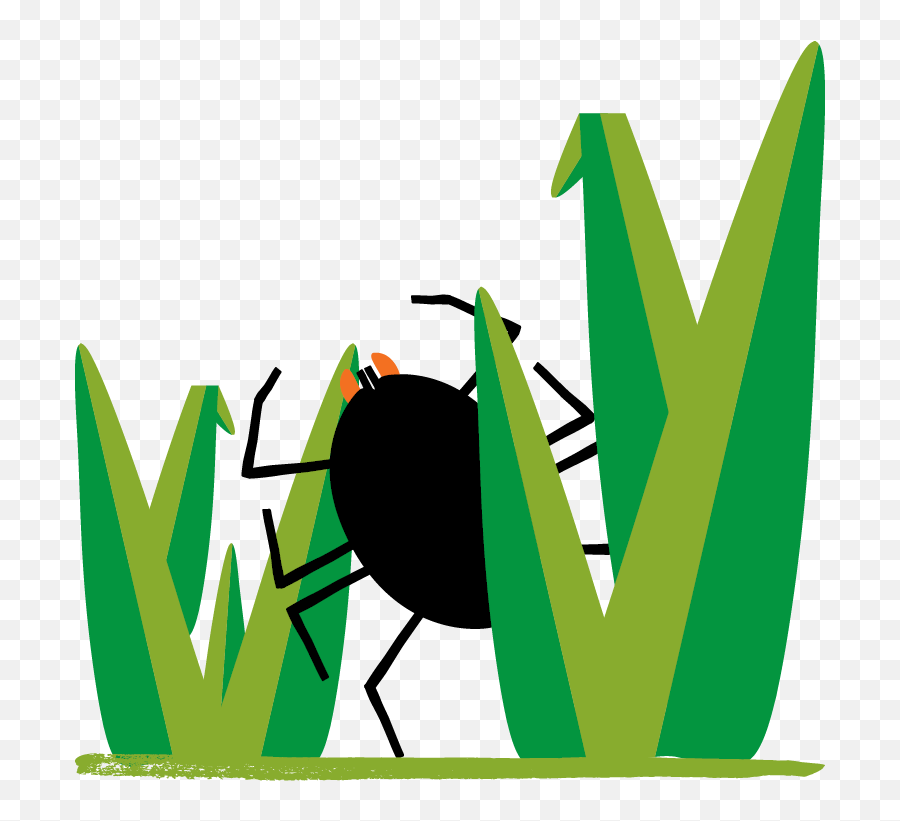 Ticked Off Invasive Plants And Lyme Disease U2013 A Surprising - Lyme Disease Clipart Transparent Png,Green Tick Png