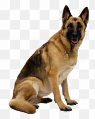 Dog Transparent Png Collections - Australian Shepherd Bernese Mountain Dog,Courage The Cowardly Dog Png