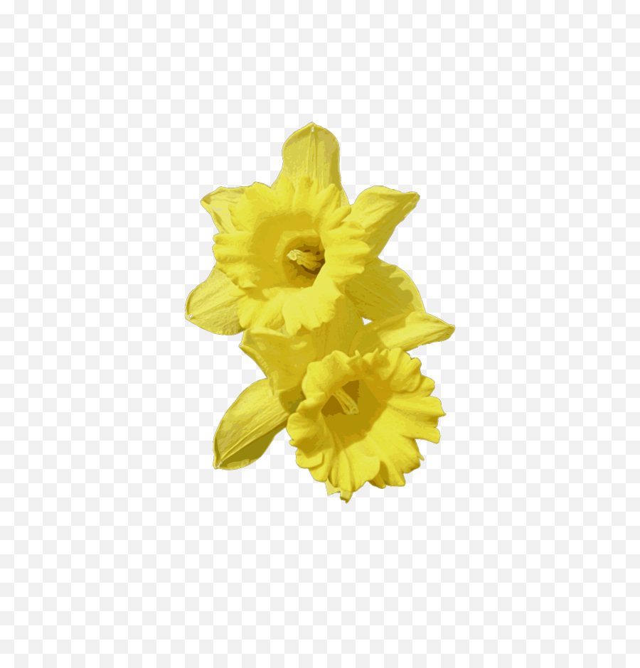 Daffodils Png Transparent Cartoon - Daffodil Png,Daffodil Png
