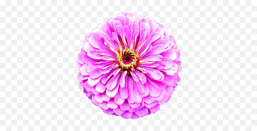 Flower Image Gallery - Useful Floral Clip Art Real Purple Flower Clipart Png,Purple Flowers Png