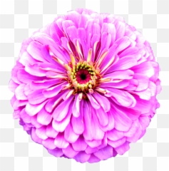 Flower Image Gallery - Useful Floral Clip Art Real Purple Flower Clipart Png,Purple Flowers Png