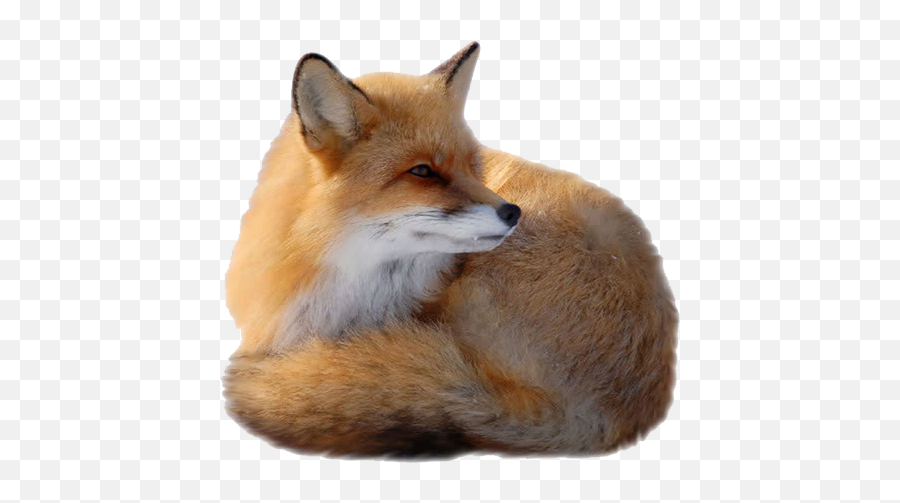 Red Fox Clip Art - Fox Png Download 800800 Free Transparent Background Red Fox Png,Fox Transparent