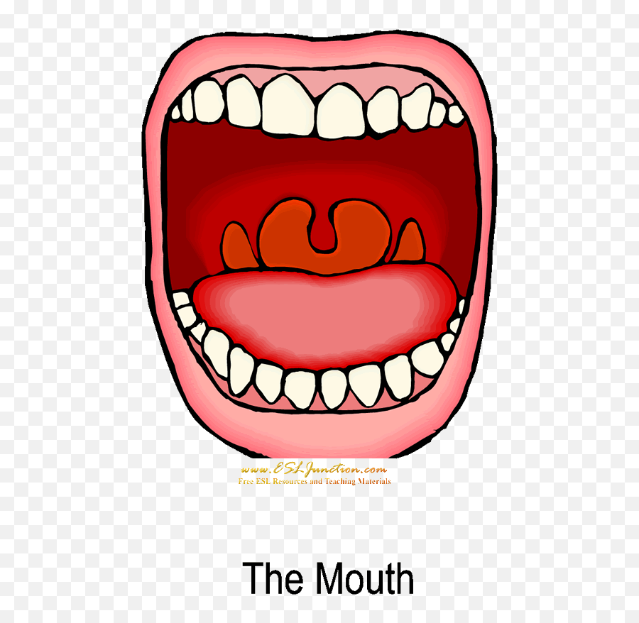 Mouth Free Clipart The Cliparts Transparent Png - Mouth Mouth Clipart,Digestive System Png
