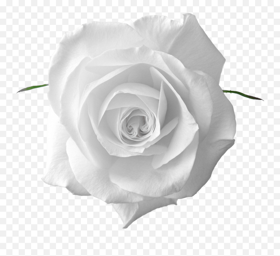 Perfect White Rose Flower Hd Beautiful Flowers - White Roses Png Transparent,Rose Png Hd