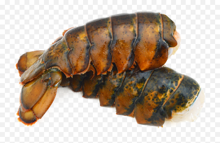 Lobster Tails U2013 Shield Foods - Lobster Tail Png,Tails Transparent