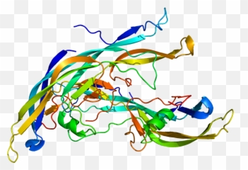 Tirotropina Corionica Humana Clipart - Full Size Clipart Fshb Gene Png,Humana Logo Png