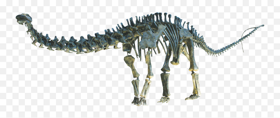 Fileapatosaurus Cleanpng - Wikimedia Commons Fossil Of Dinosaurs Png,Clean Png