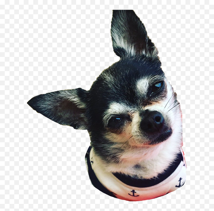 Marbles Marble Dog Jennamarbles Jennamarblesdogs - Marbles Png Jenna Marbles,Marbles Png
