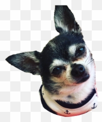 Marbles Marble Dog Jennamarbles Jennamarblesdogs - Marbles Png Jenna Marbles,Marbles Png