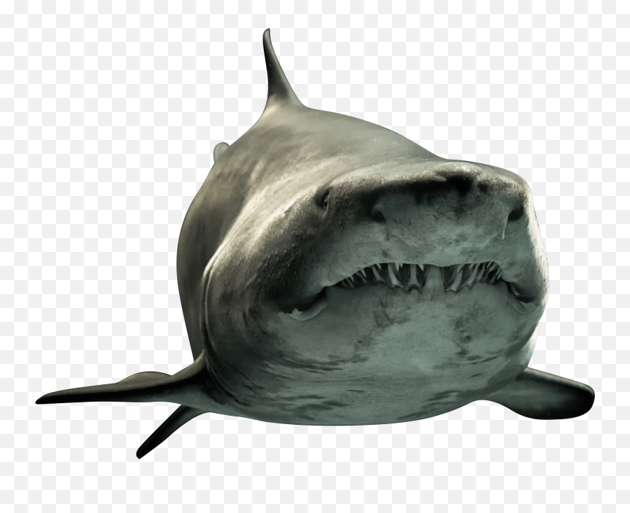Shark Png Picture - 330 Million Year Old Shark,Shark Png