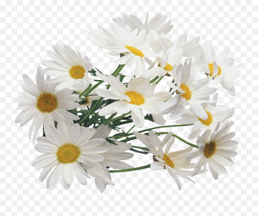Daisy Bouquet Transparent Background - Chamomile Png,Flower Bouquet Transparent Background