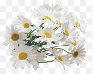 Daisy Bouquet Transparent Background - Chamomile Png