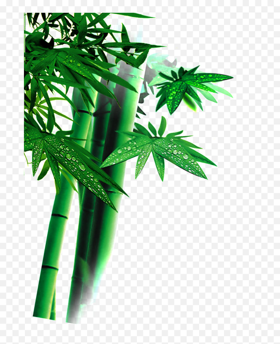 Green Bamboo Leaves Png