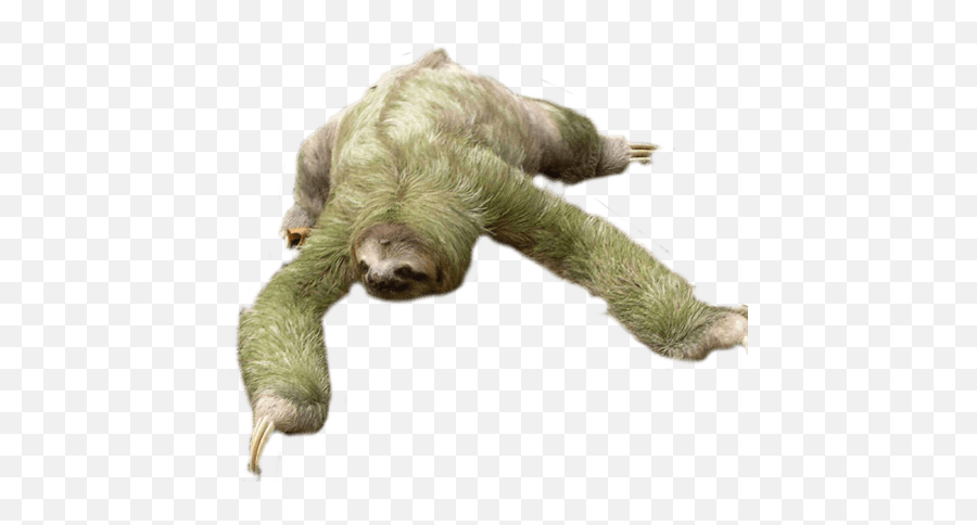 Download Animals Sloths - Sloth Png,Sloth Png