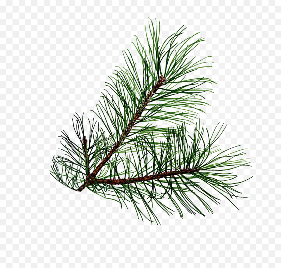 Needle Clipart Pine Tree Transparent Free - Pine Tree Branch Transparent Background Png,Pine Tree Transparent Background
