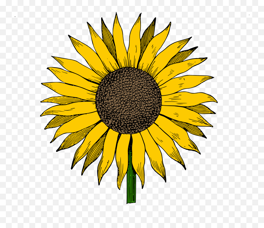 Sunflower Vector Png - Sunflower Clip Art,Transparent Sunflower