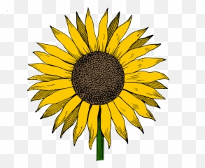 Sunflower Vector Png - Clip Art