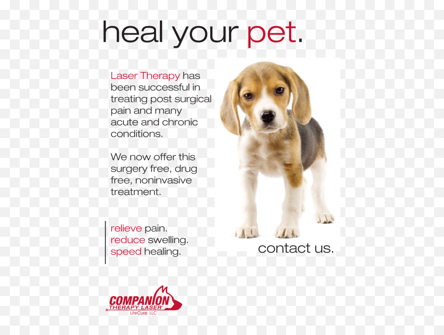 Download Laser Therapy Poster With Beagle Puppy - Companion Companion Therapy Laser Png,Beagle Png