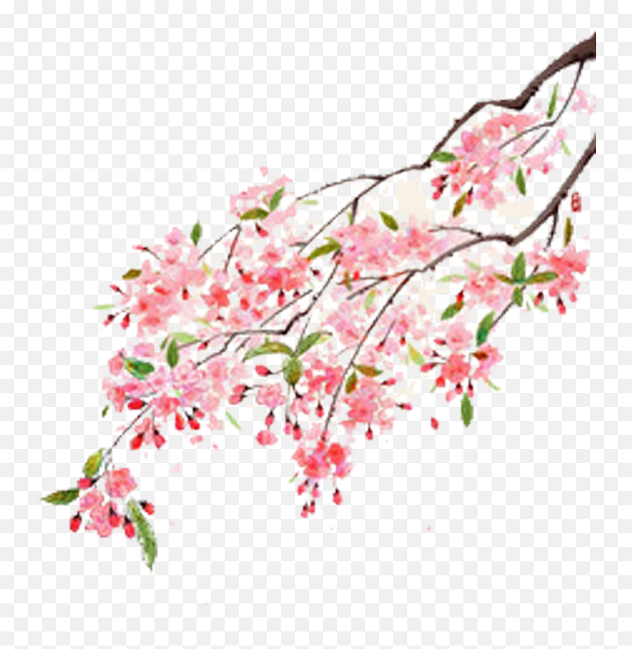Flower Moutan Peony Illustration - Cherry Blossom Flower Tree Branches Png,Cherry Blossom Png