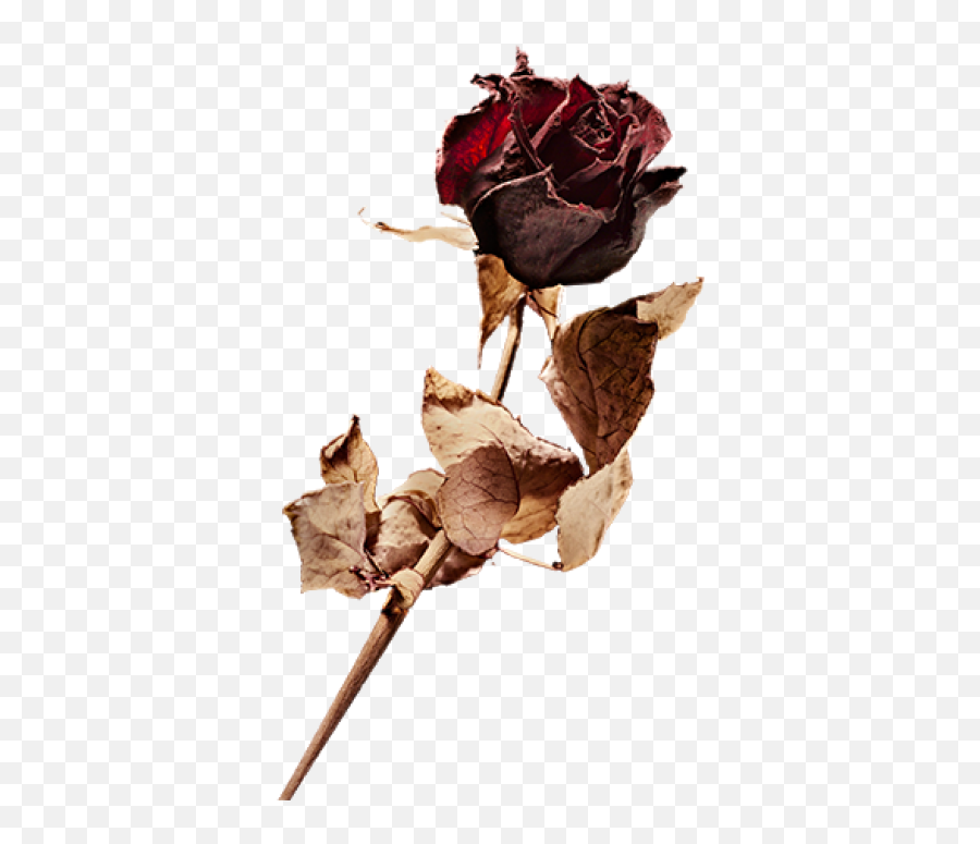 Download Free Png Dead Rose - Dead Red Rose Png,Dead Rose Png
