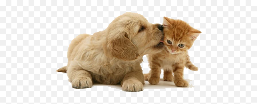 Saiba Mitos E Verdades Sobre A Castração De Cães Gatos - Golden Retriever Puppy And Kitten Png,Cachorro Png