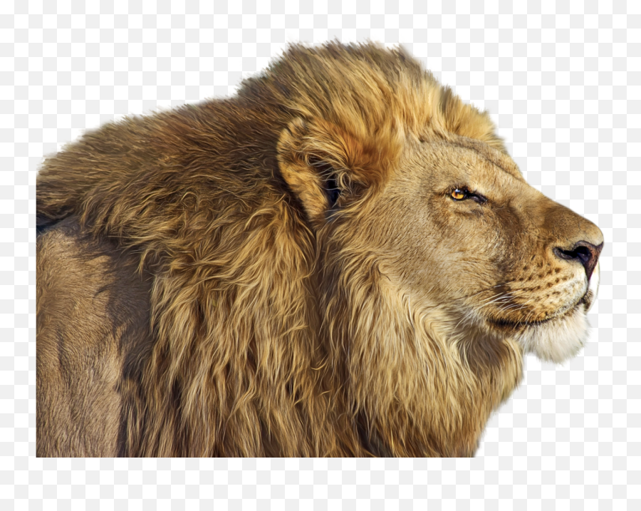 Lion Png Clipart - Lion Png,Roaring Lion Png