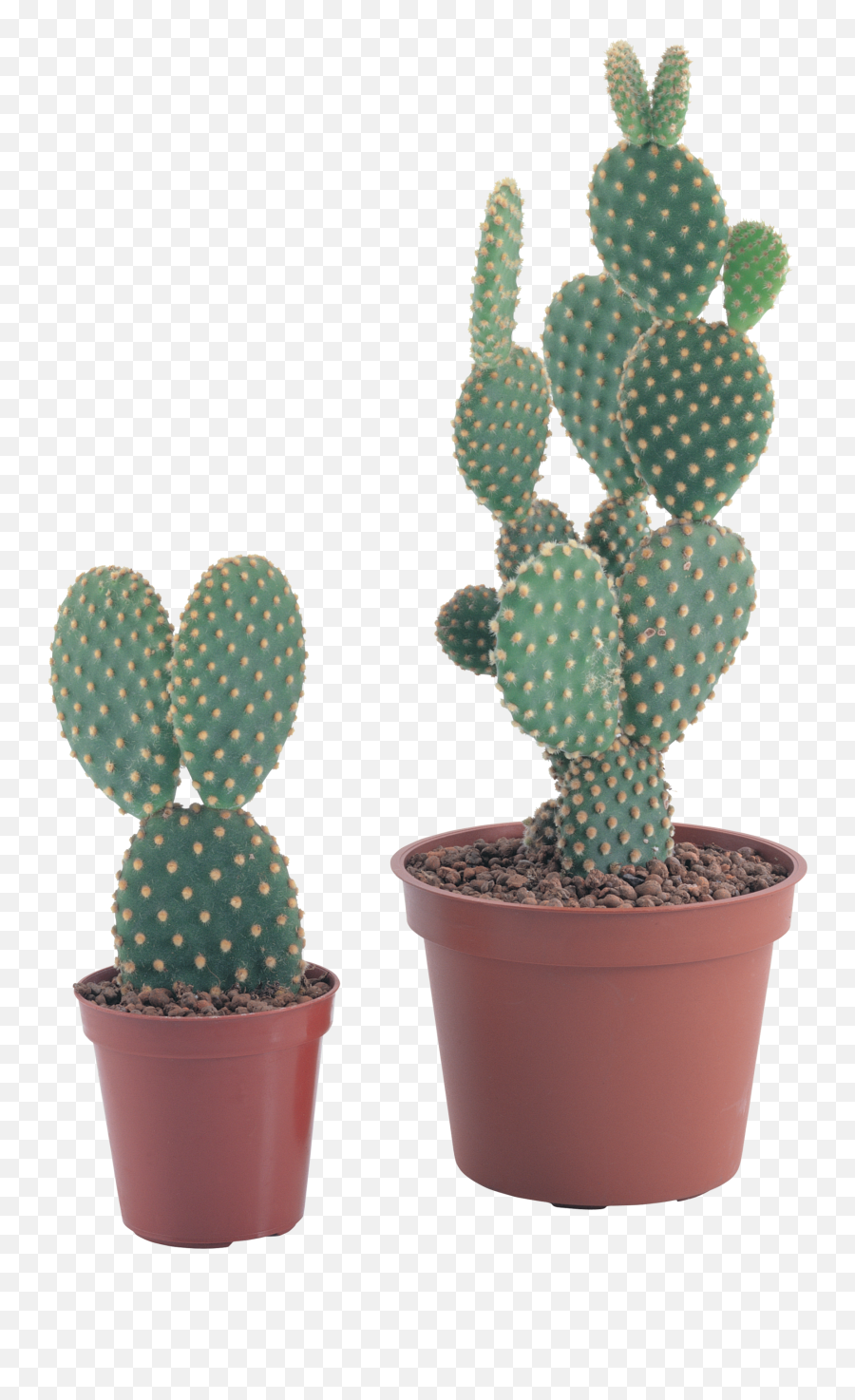 Download Hd Png Image - Nopal Maceta Png Transparent Png Cactus Plant Png,Succulent Transparent Background