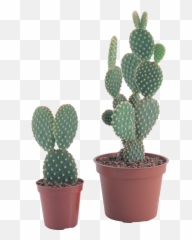 Download Hd Png Image - Nopal Maceta Png Transparent Png Cactus Plant Png,Succulent Transparent Background