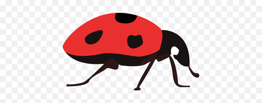 Flat Ladybug Insect - Ladybug Png,Ladybug Png