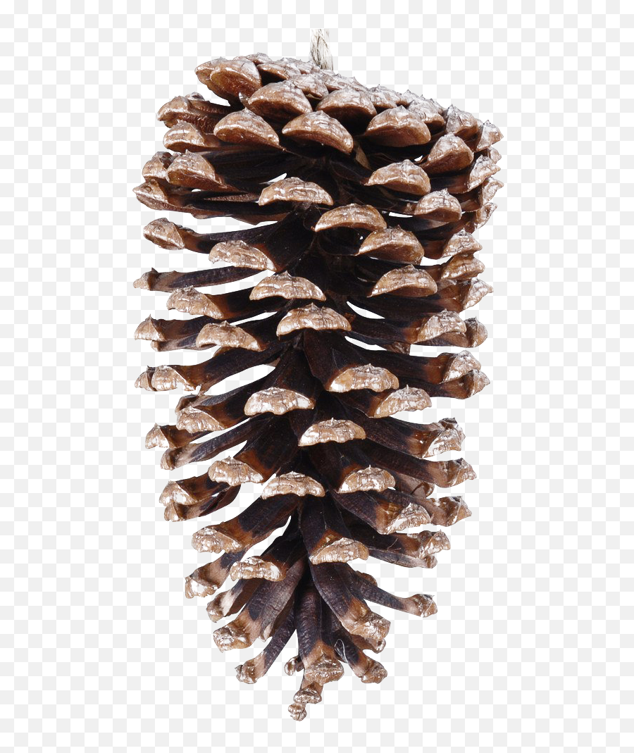 Pinecone Png File - Conifer Cone,Pine Cone Png
