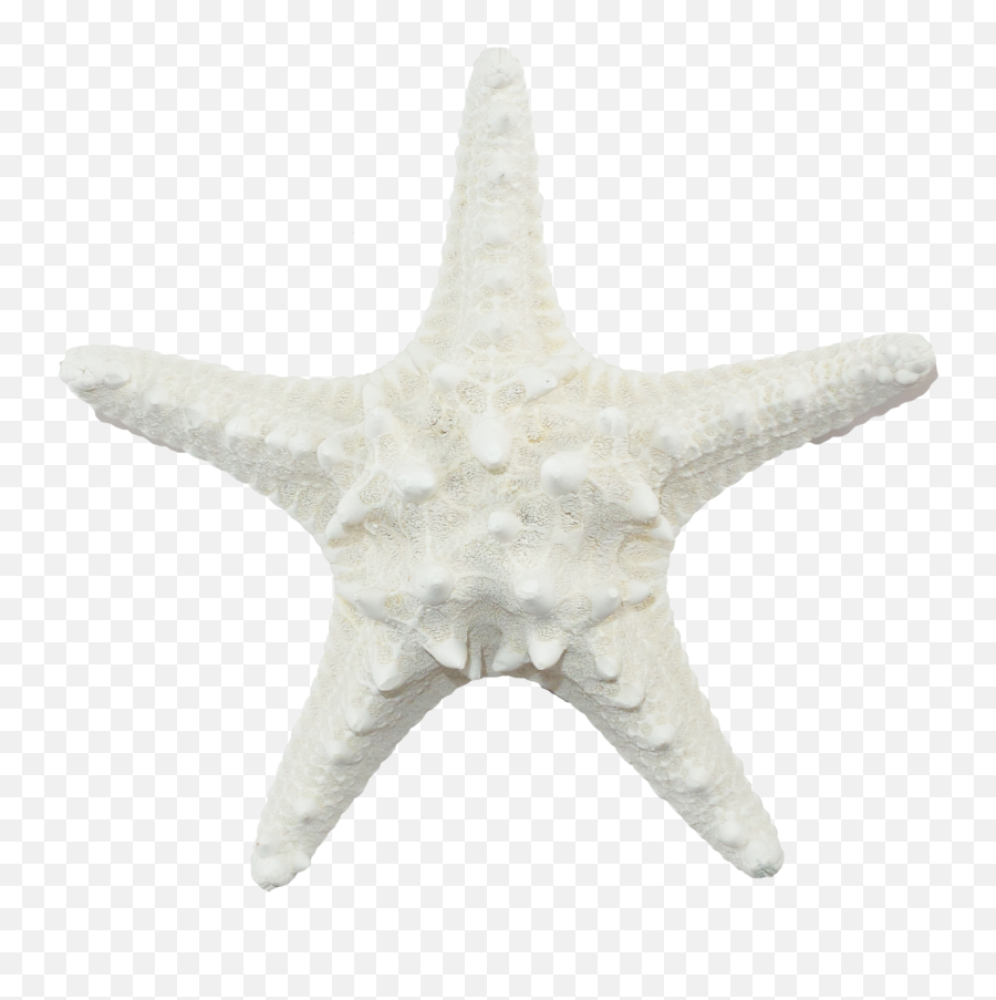 White Starfish Png - Transparent White Starfish,Star Png White
