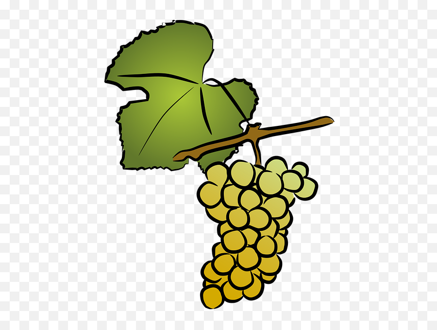 Grapevine White Wine Viticulture - Clip Art Png,Grapevine Png