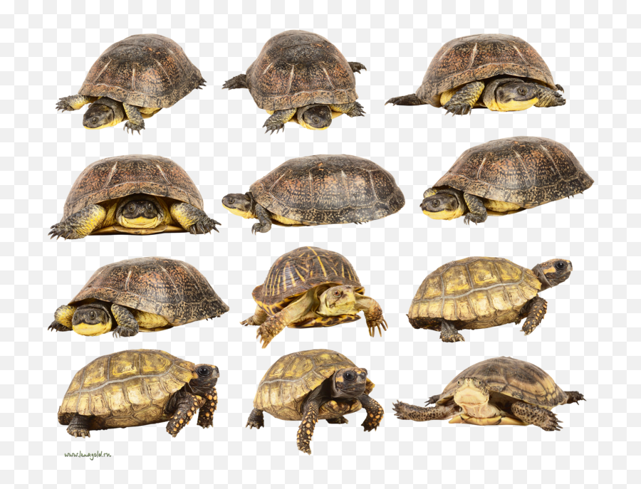 Download Hd Turtle Png Image With Transparent Background