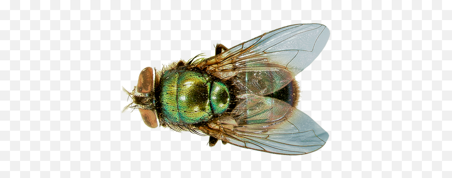 Green Fly Png Transparent Background - Flesh Fly Wing Venation,Fly Png