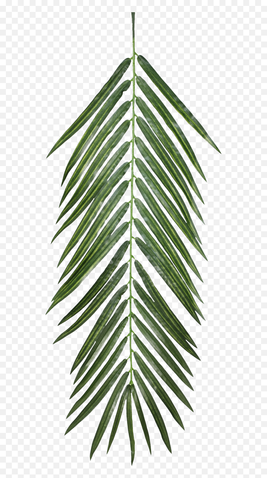 Download The Texture Of Foliage - Palm Leaf Free Texture Drawing Of Palm Trees Aesthetic Png,Palm Tree Leaf Png