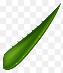 Library Of Aloe Vera Leaf Png Files Mint Leaves