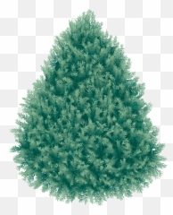 Download Christmas Fir - Tree Png Image Hq Png Image Freepngimg,Christmas Tree Png