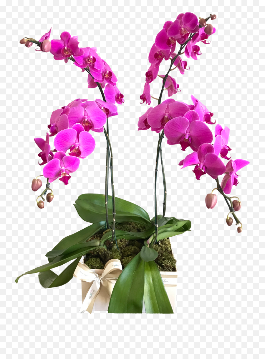 4 Orquídeas Phal Lilás - Orchids Full Size Png Download Orchids,Orchids Png