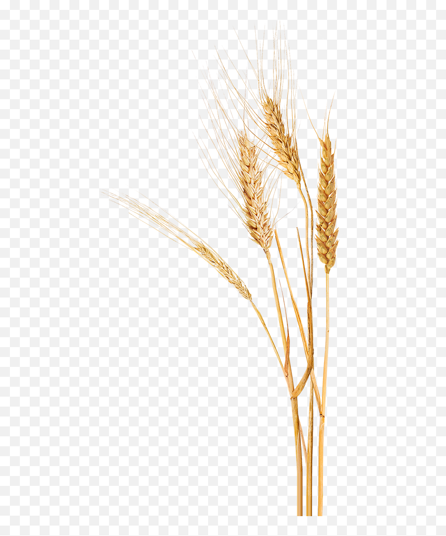 Wheat Transparent Png Clipart Images Free Download - Free Khorasan Wheat,Grains Png
