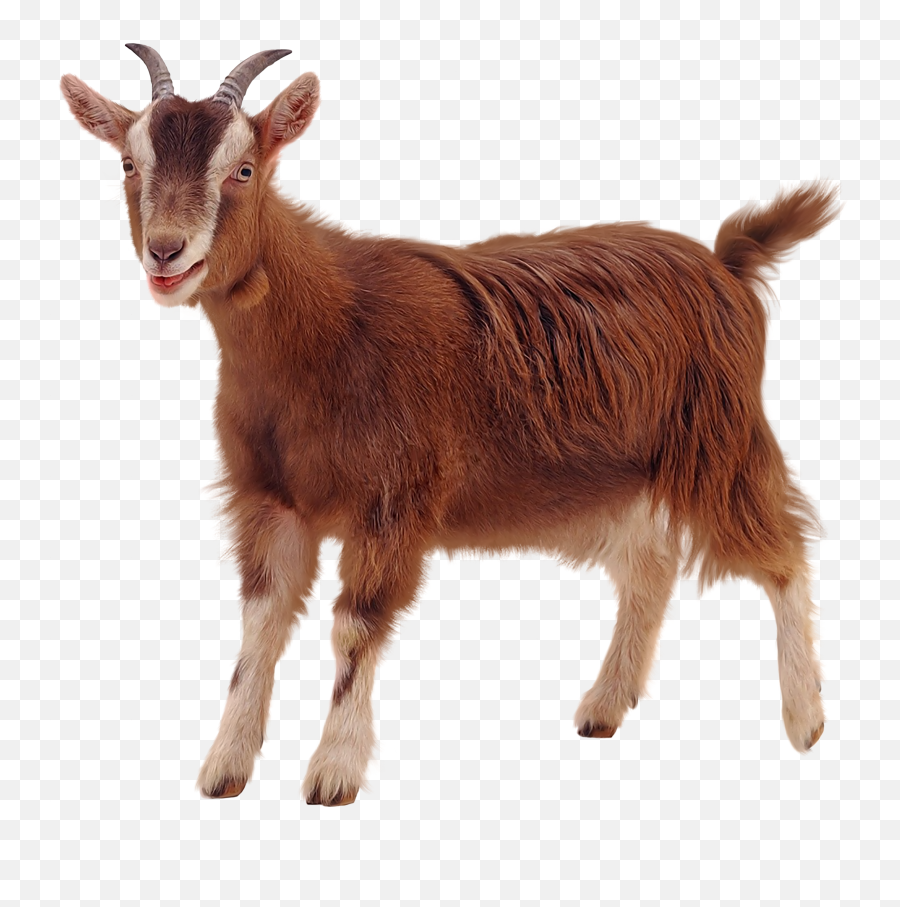 Goats Goat Picture White Background - Transparent Background Goat Png ...
