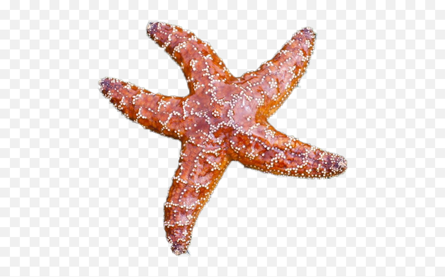 Starfish Module - Star Fish Top View Png,Starfish Transparent
