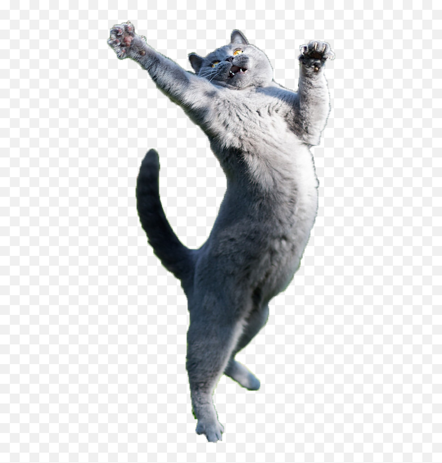 Http - I Imgur Com6amnf8p Cat Jumping Transparent Cat Jump Png,Cat With Transparent Background