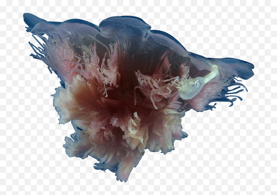 Home - Jellyfish Png,Transparent Jellyfish