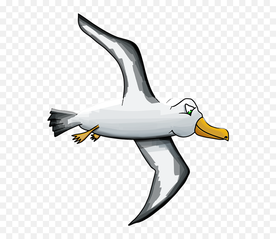 Albatross Bird Seagull - Cartoon Albatross Png,Seagull Png