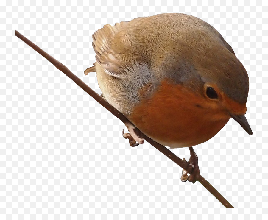 Robin Png Free Background