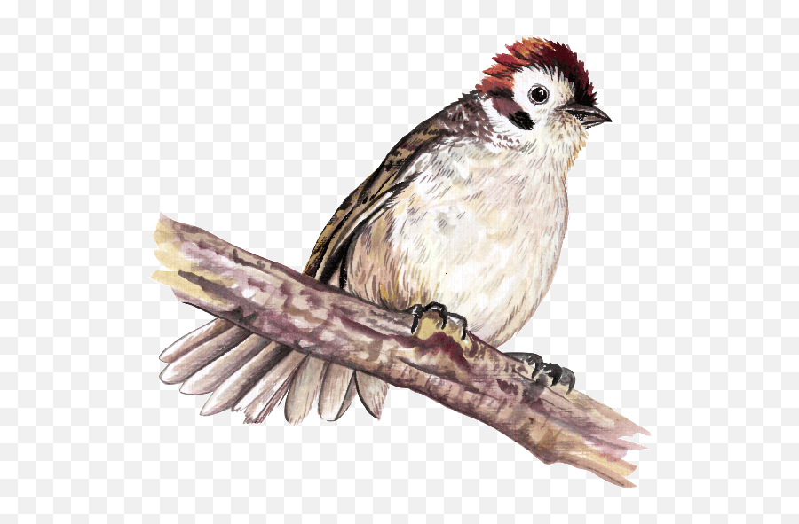 Sparrow Png - House Sparrow,Sparrow Png