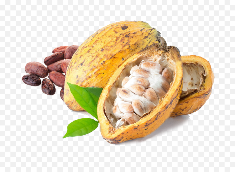 Kakao Png Pictures Free Download - Cacao Png,Kakao Png