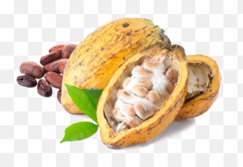 Kakao Png Pictures Free Download - Cacao Png,Kakao Png