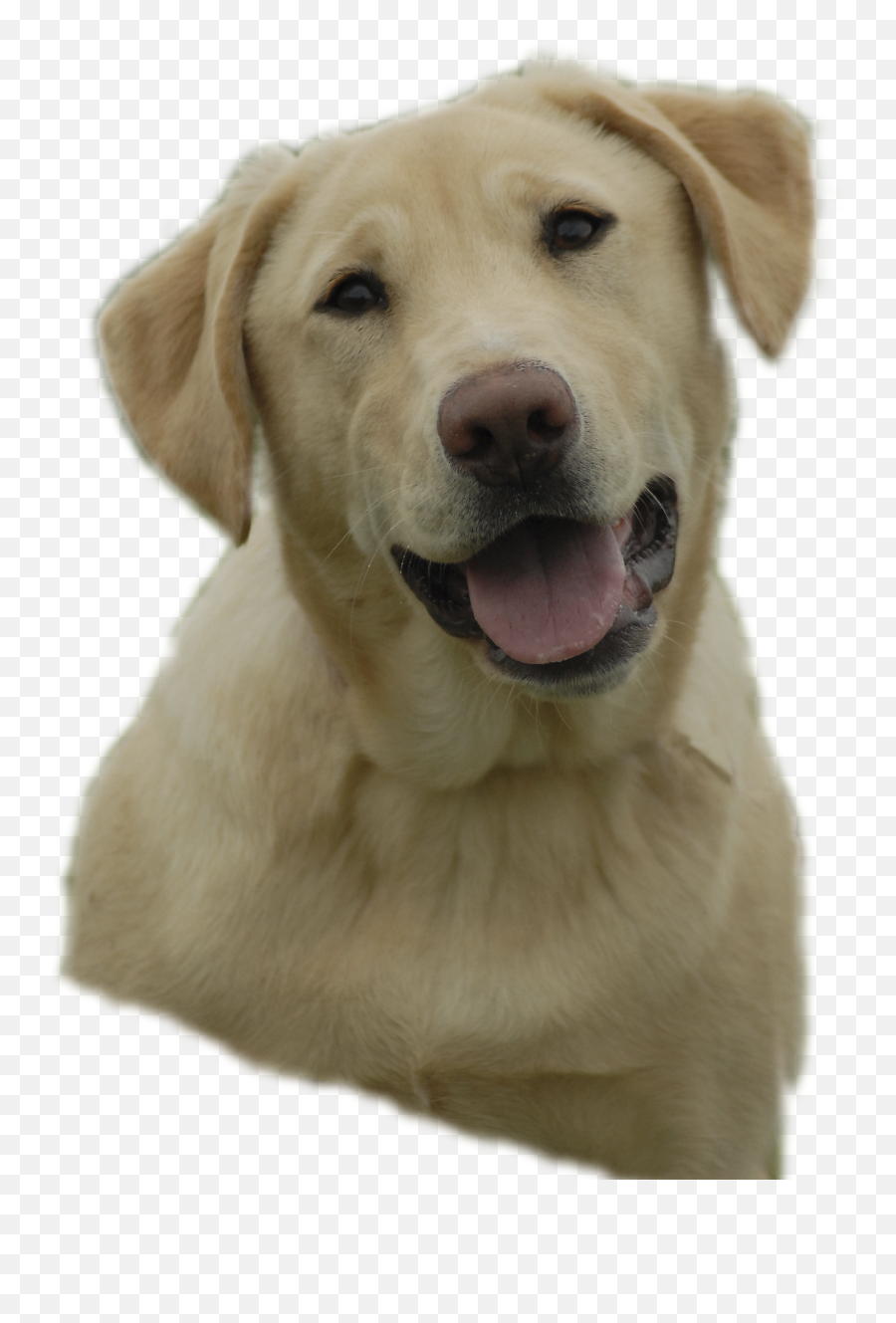 Labrador Retriever Png Images Free Download - Yellow Lab Clip Art,Puppy Clipart Png