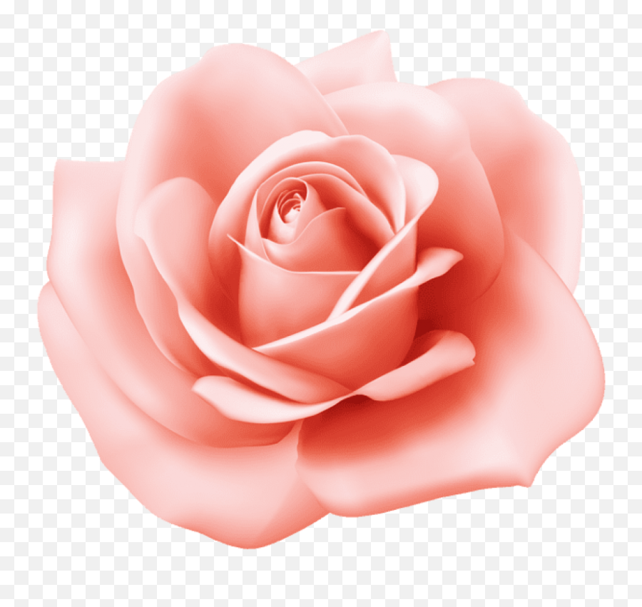 Pink Rose Clipart 21 - Pink Rose Clipart Png,Rose Clipart Png